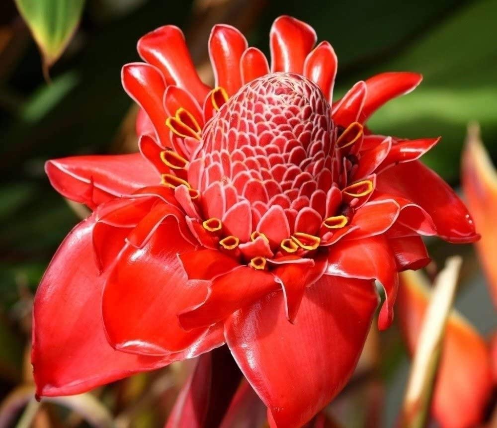 Etlingera Elatior Flower Seeds for Planting - 100 - Elatior for planting in home garden